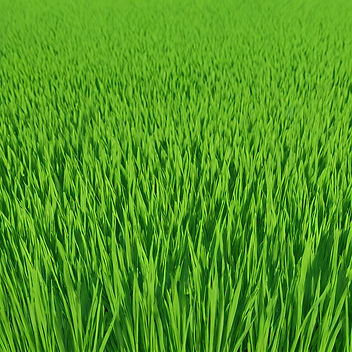 GREEN GRASS.jpg
